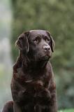LABRADOR 895